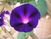 Morning Glory Picture